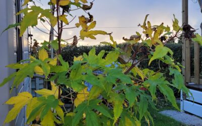 C’est l’automne au camping !